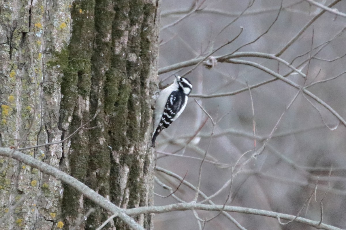 Downy Woodpecker (Eastern) - ML644679911
