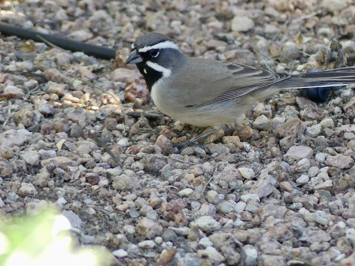 Chingolo Gorjinegro - ML644679924