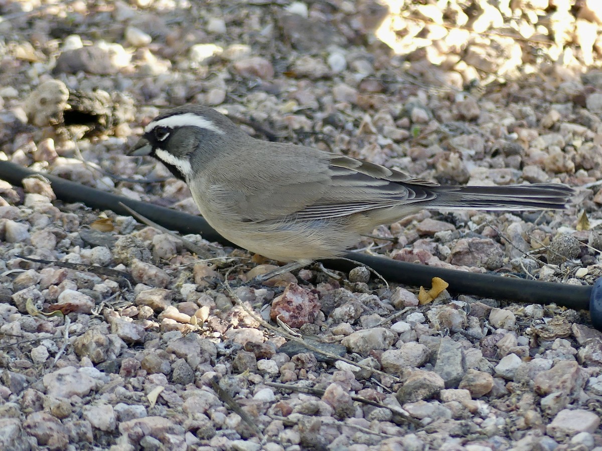 Chingolo Gorjinegro - ML644679925