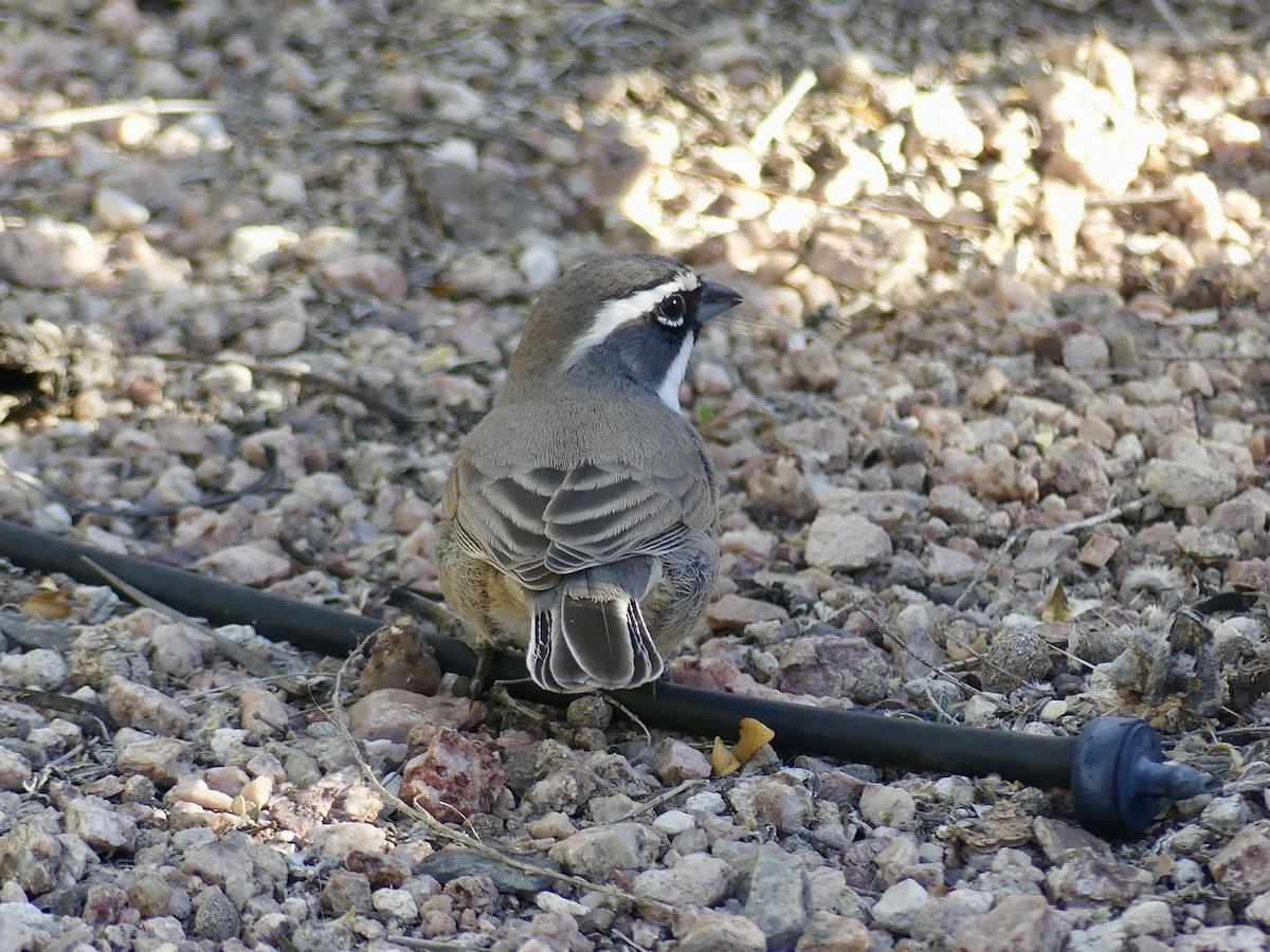 Chingolo Gorjinegro - ML644679926