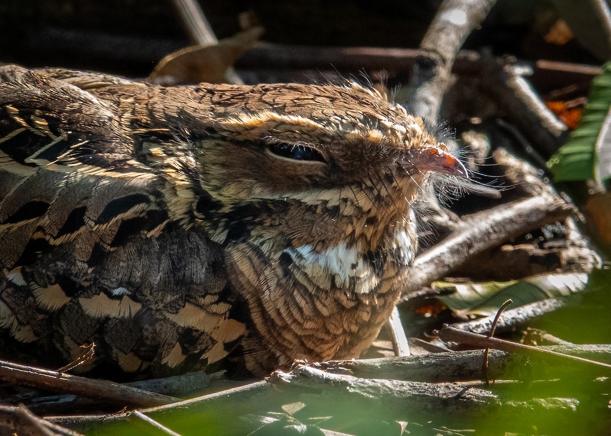 pauraquenattravn - ML644679931