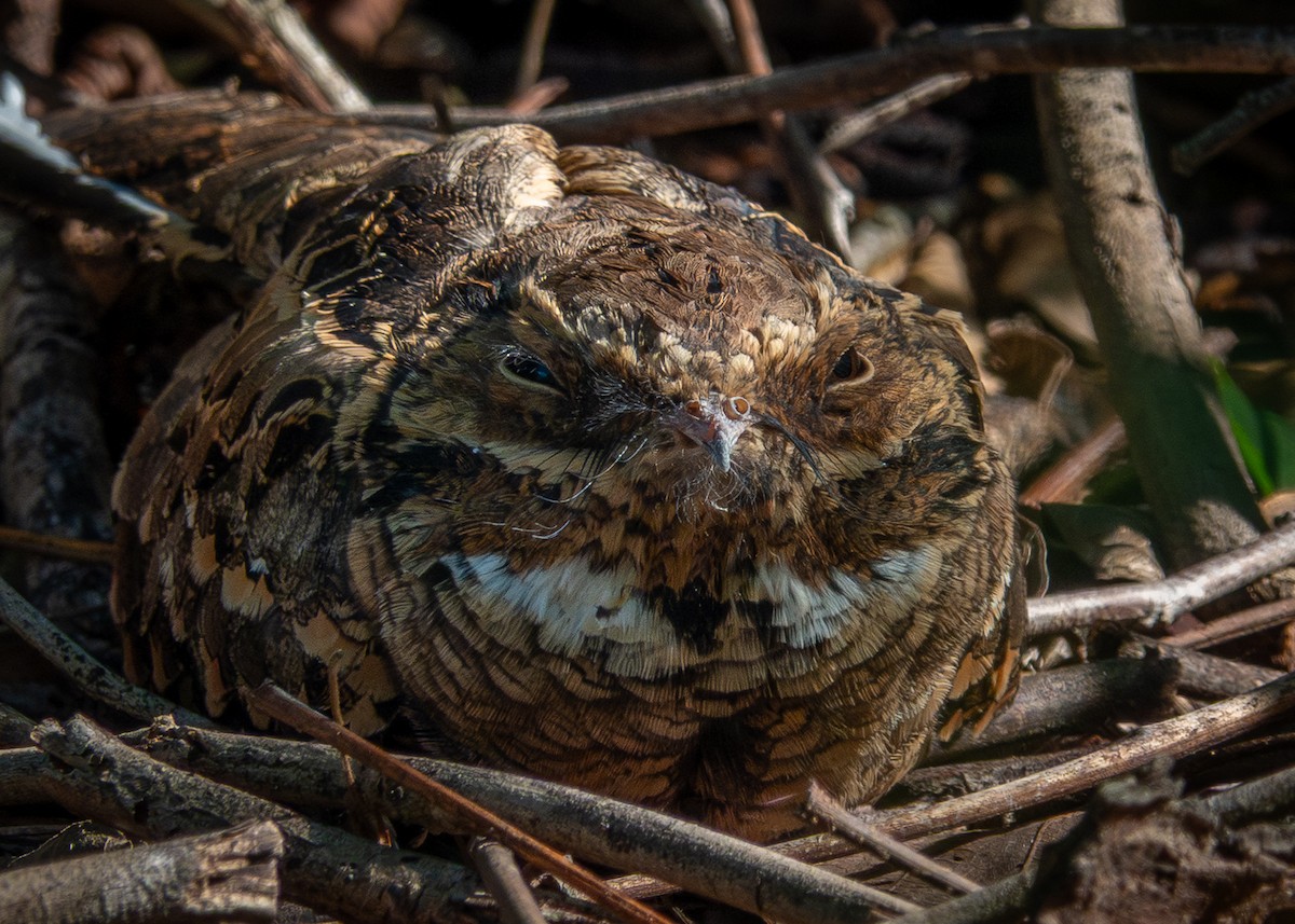 pauraquenattravn - ML644679932