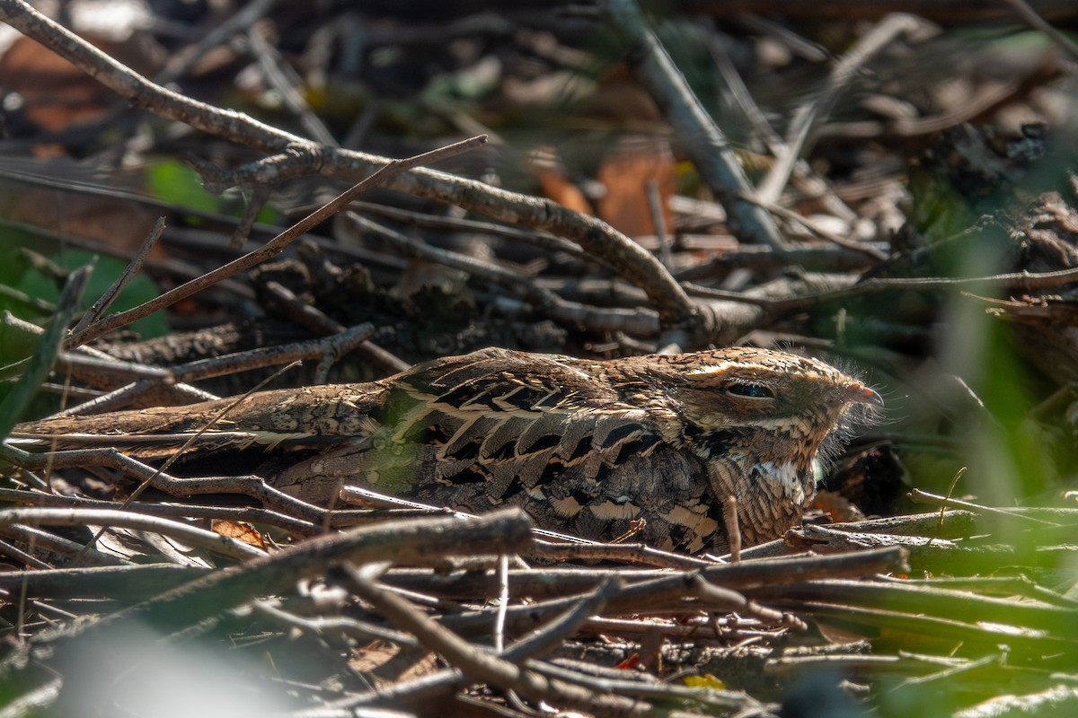 pauraquenattravn - ML644679933