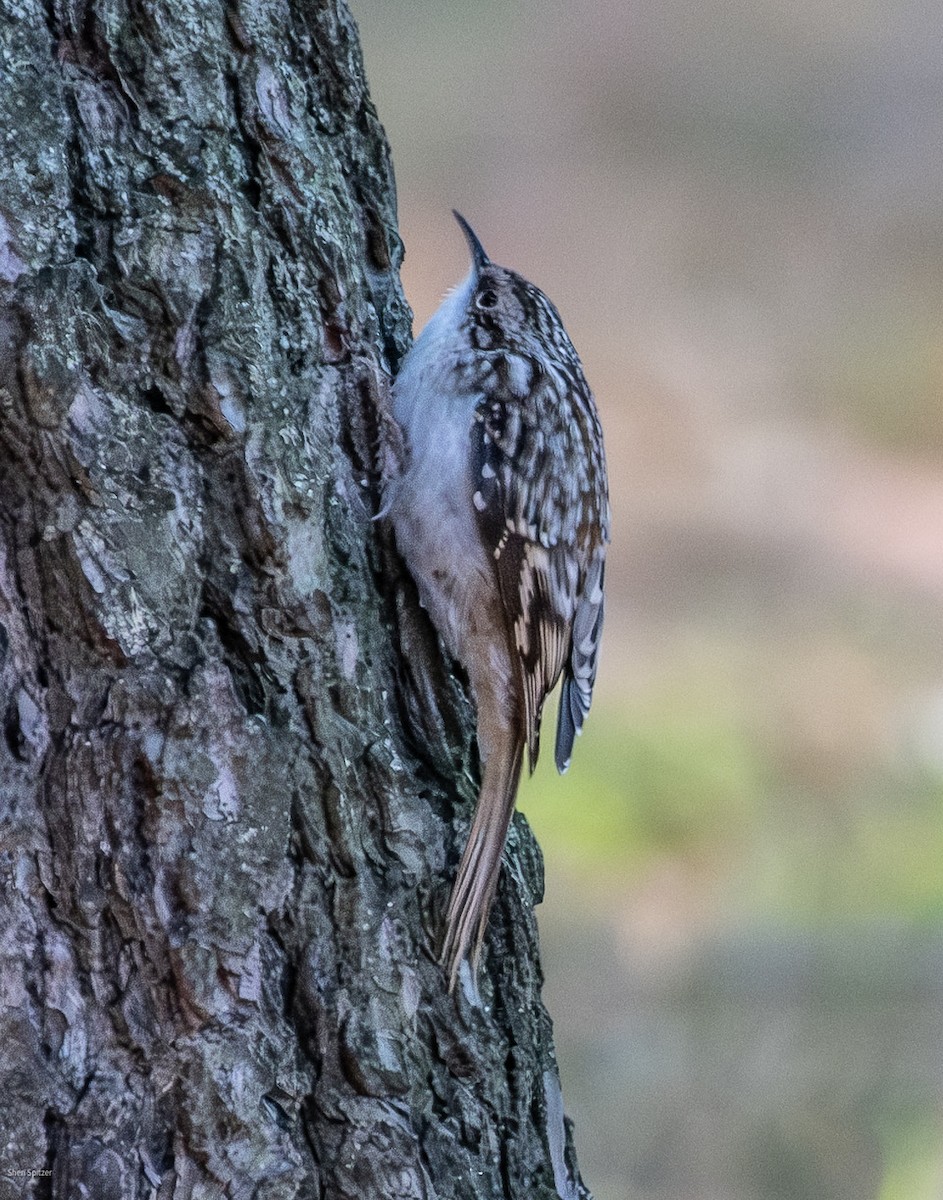 Brown Creeper - ML644679944