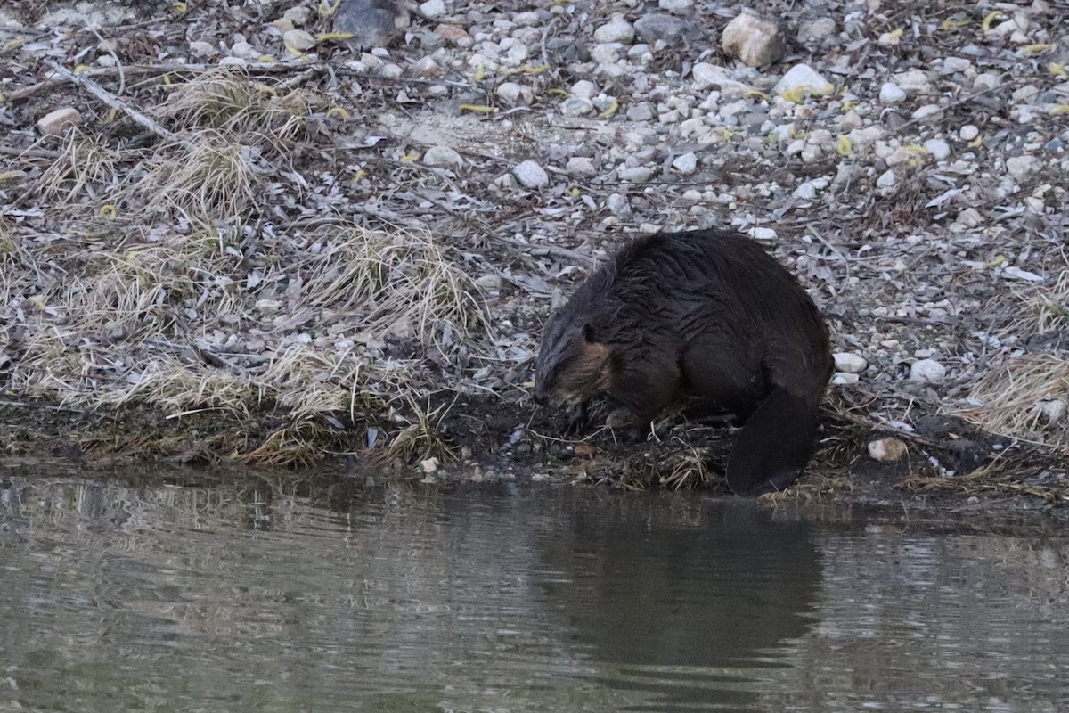 Beavers - ML644679947