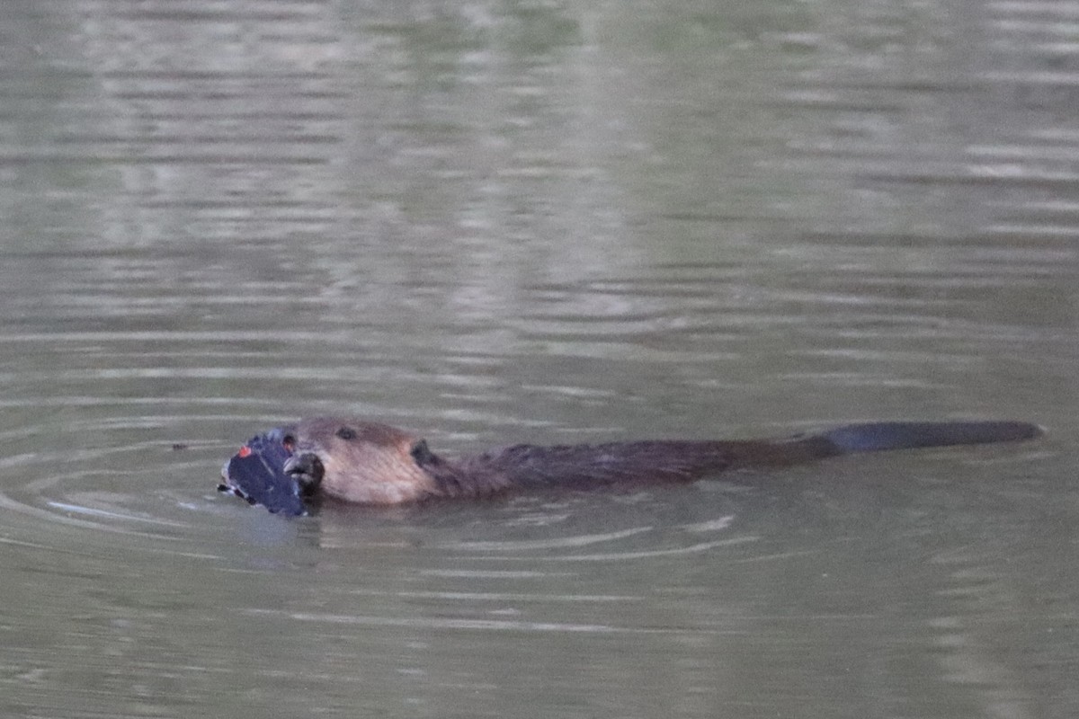 Beavers - ML644679948