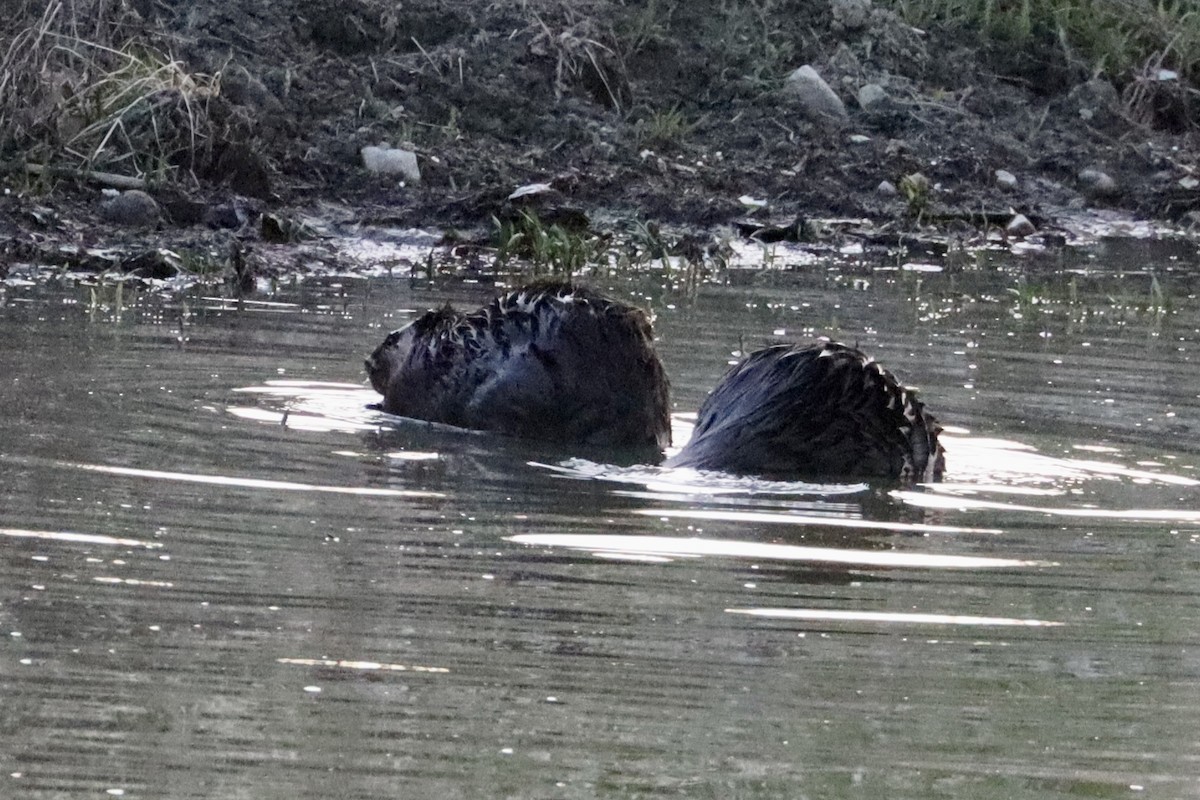 Beavers - ML644679949