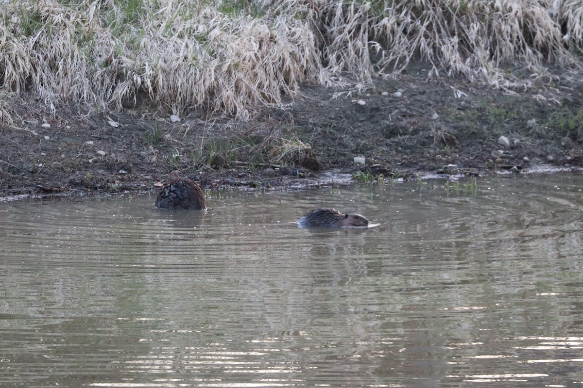 Beavers - ML644679951