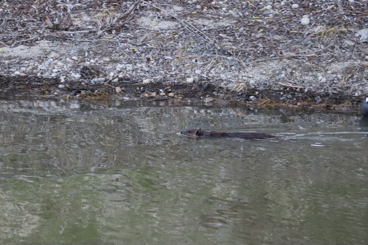 Beavers - ML644679952