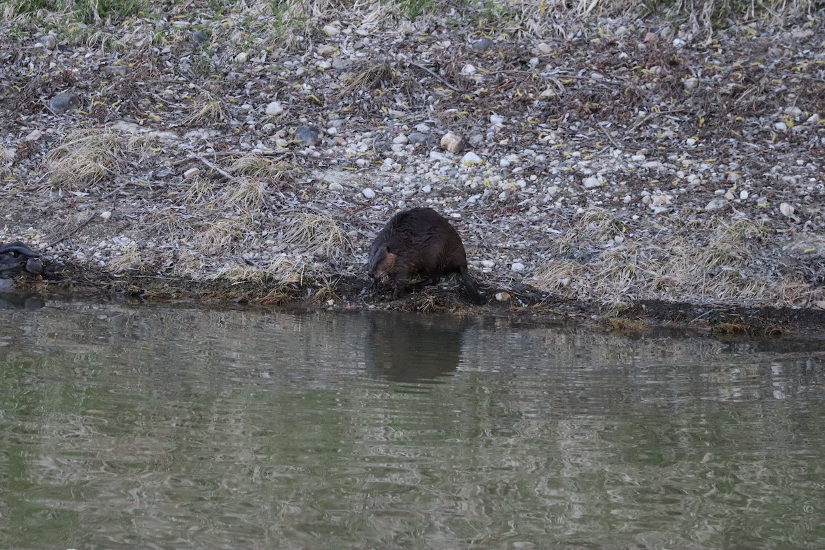 Beavers - ML644679953