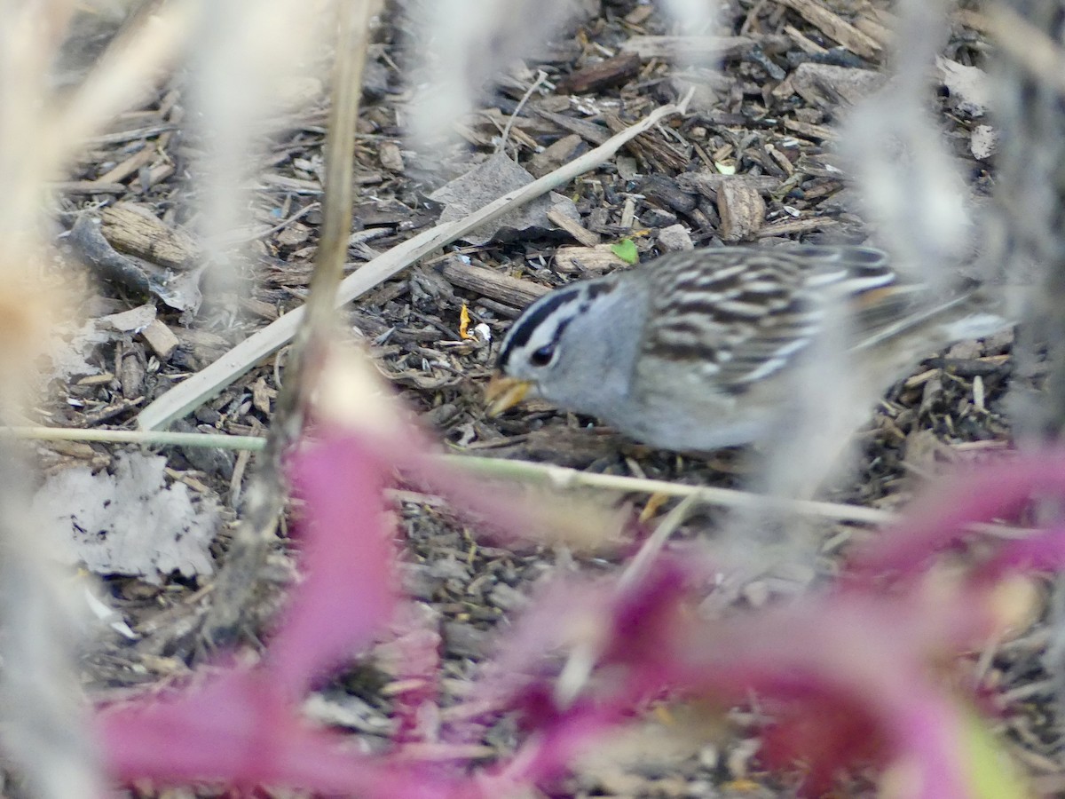 Chingolo Coroniblanco - ML644679967