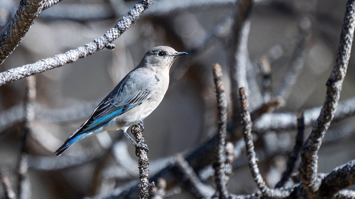 Mountain Bluebird - ML644679971