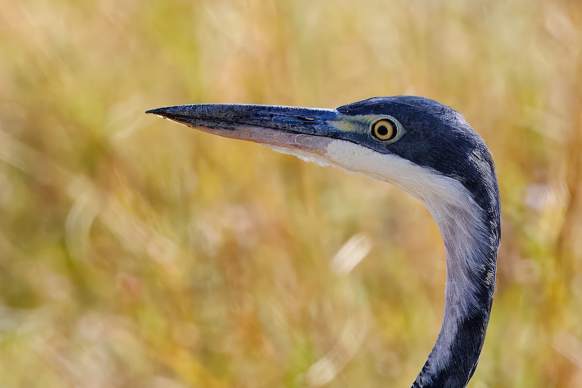 Black-headed Heron - ML644679972
