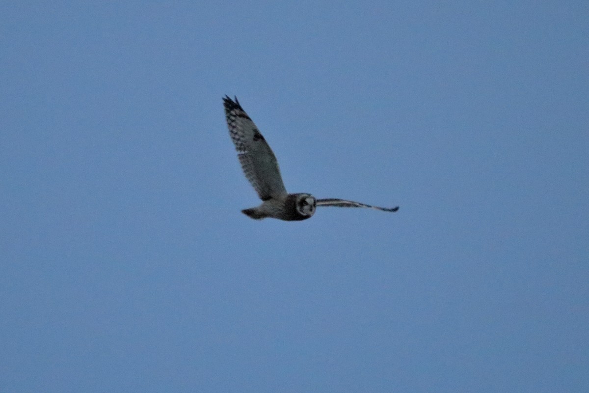 Short-eared Owl - ML644679974