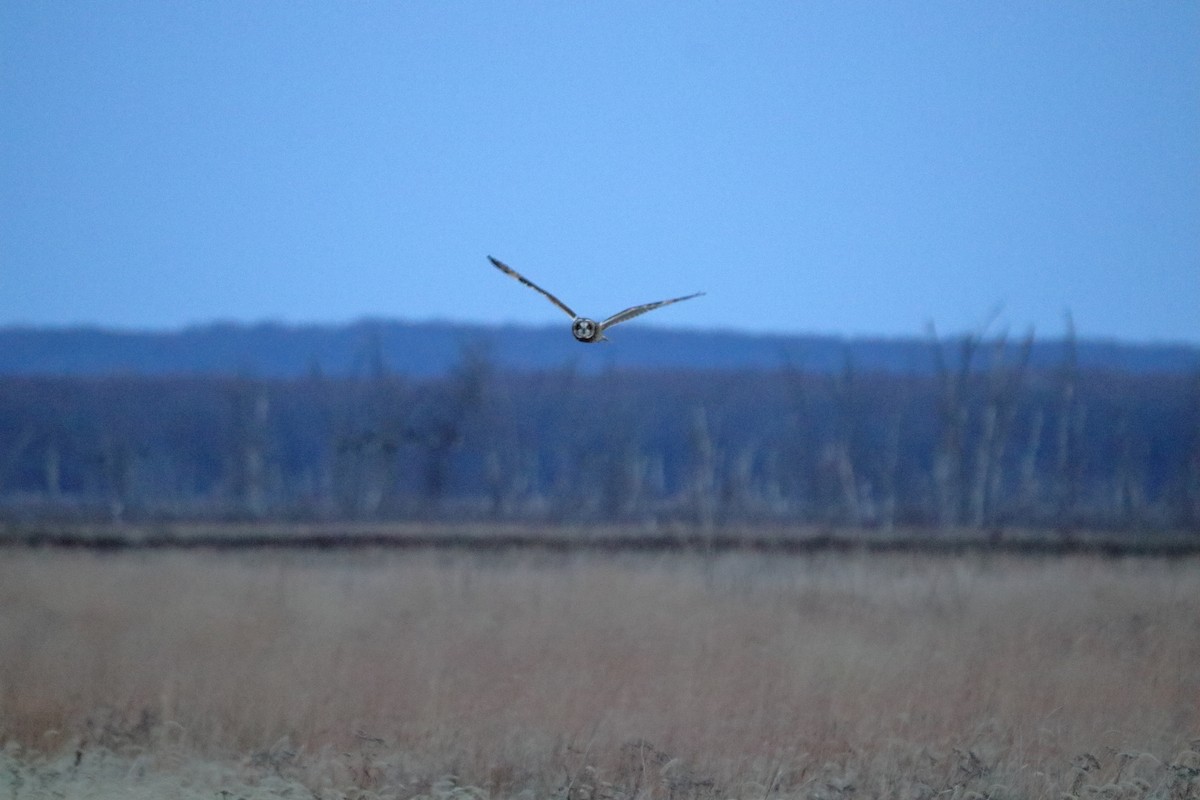Short-eared Owl - ML644679975