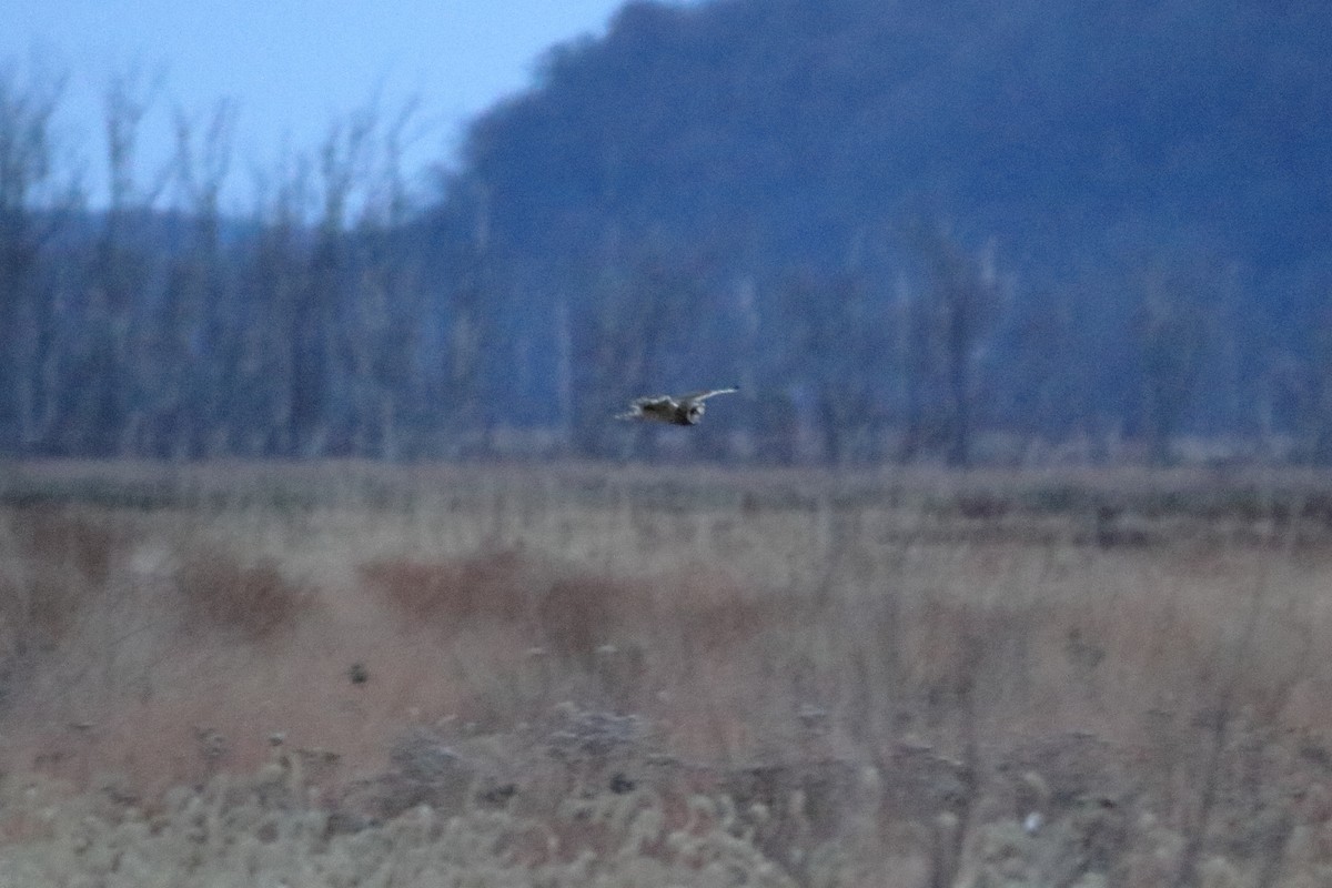 Short-eared Owl - ML644679977