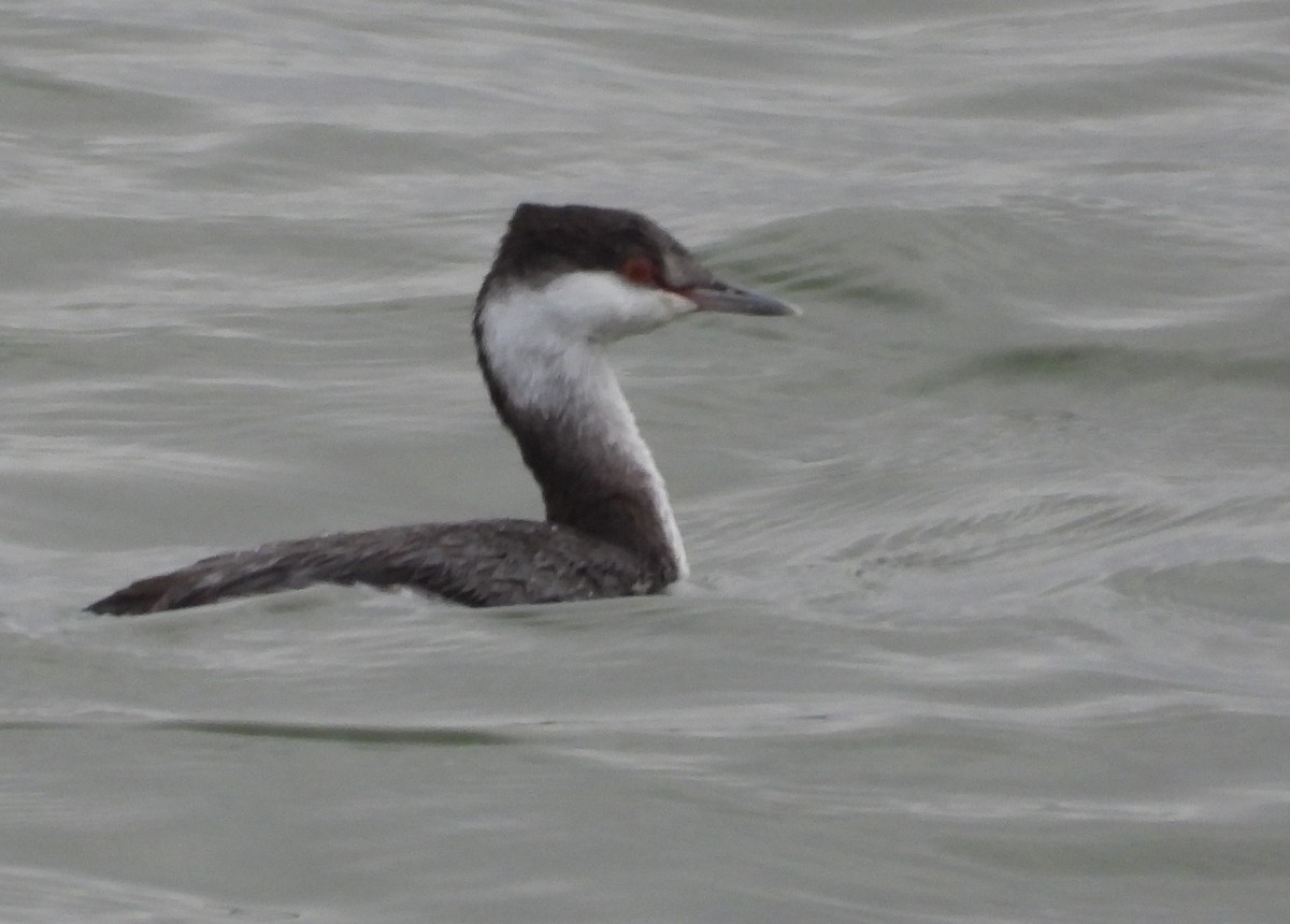 角鸊鷉 - ML644679982