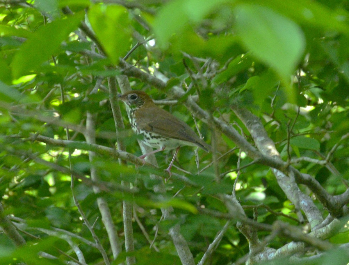 Wood Thrush - ML644679984