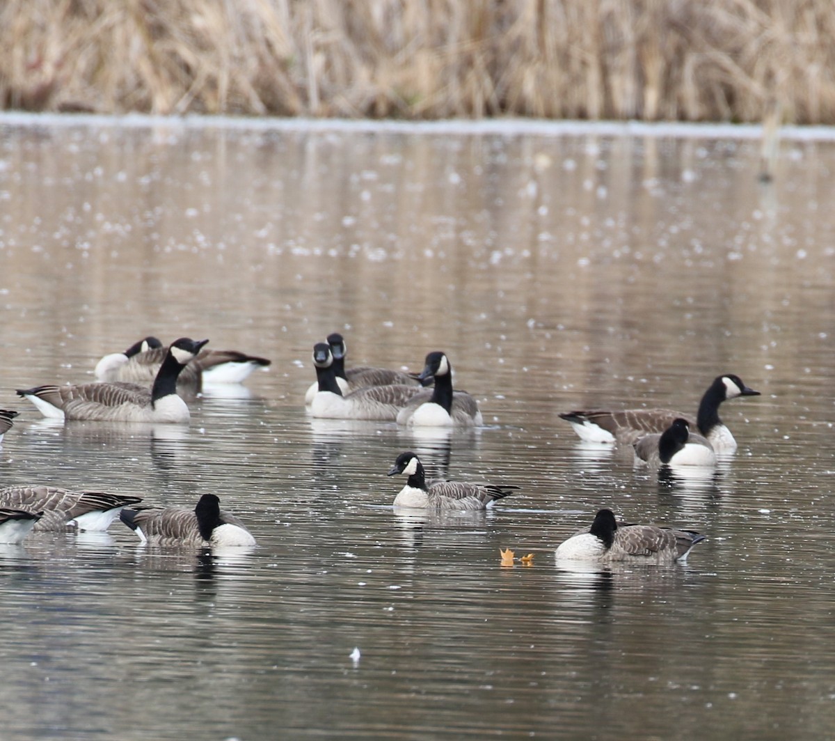 polargås - ML644679985