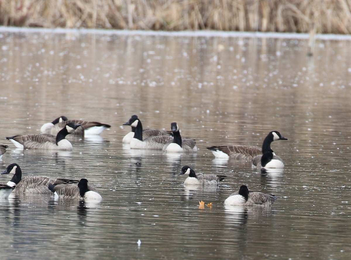 polargås - ML644679986