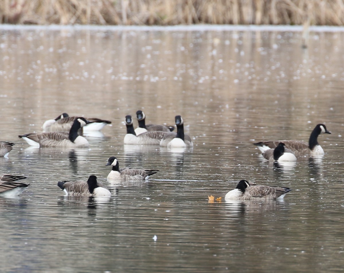 polargås - ML644679987