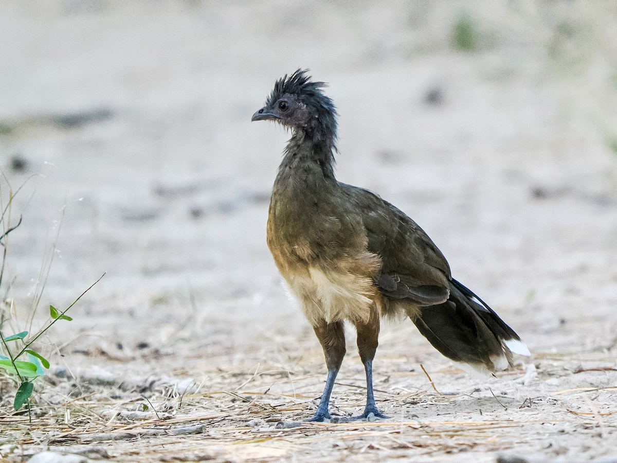 Plain Chachalaca - ML644679997