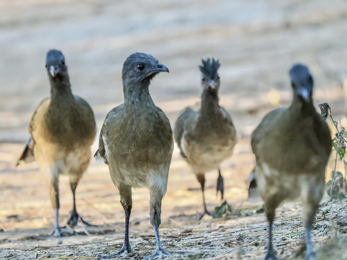 Plain Chachalaca - ML644679998