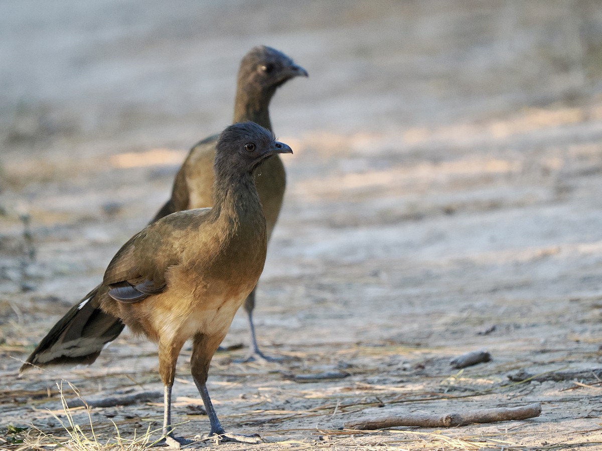 Plain Chachalaca - ML644679999