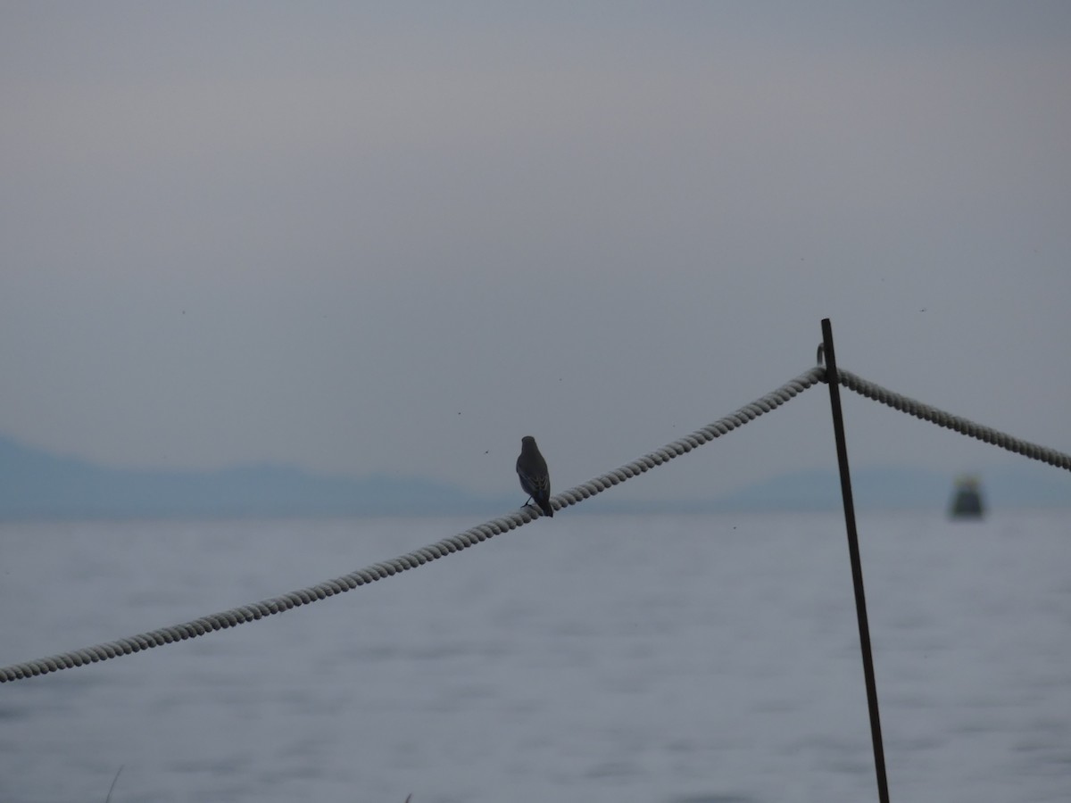 Mountain Bluebird - ML644680007
