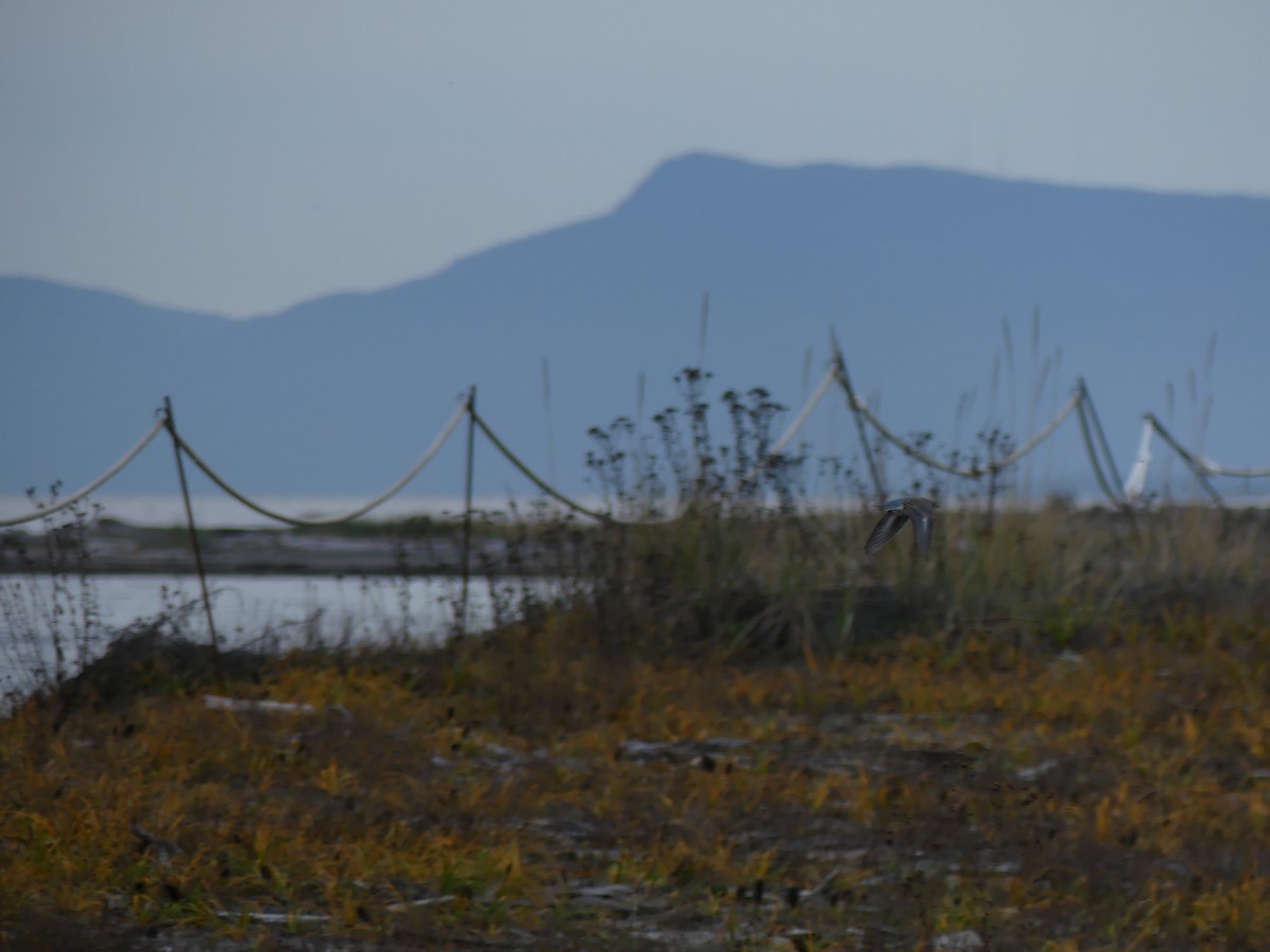 Mountain Bluebird - ML644680008
