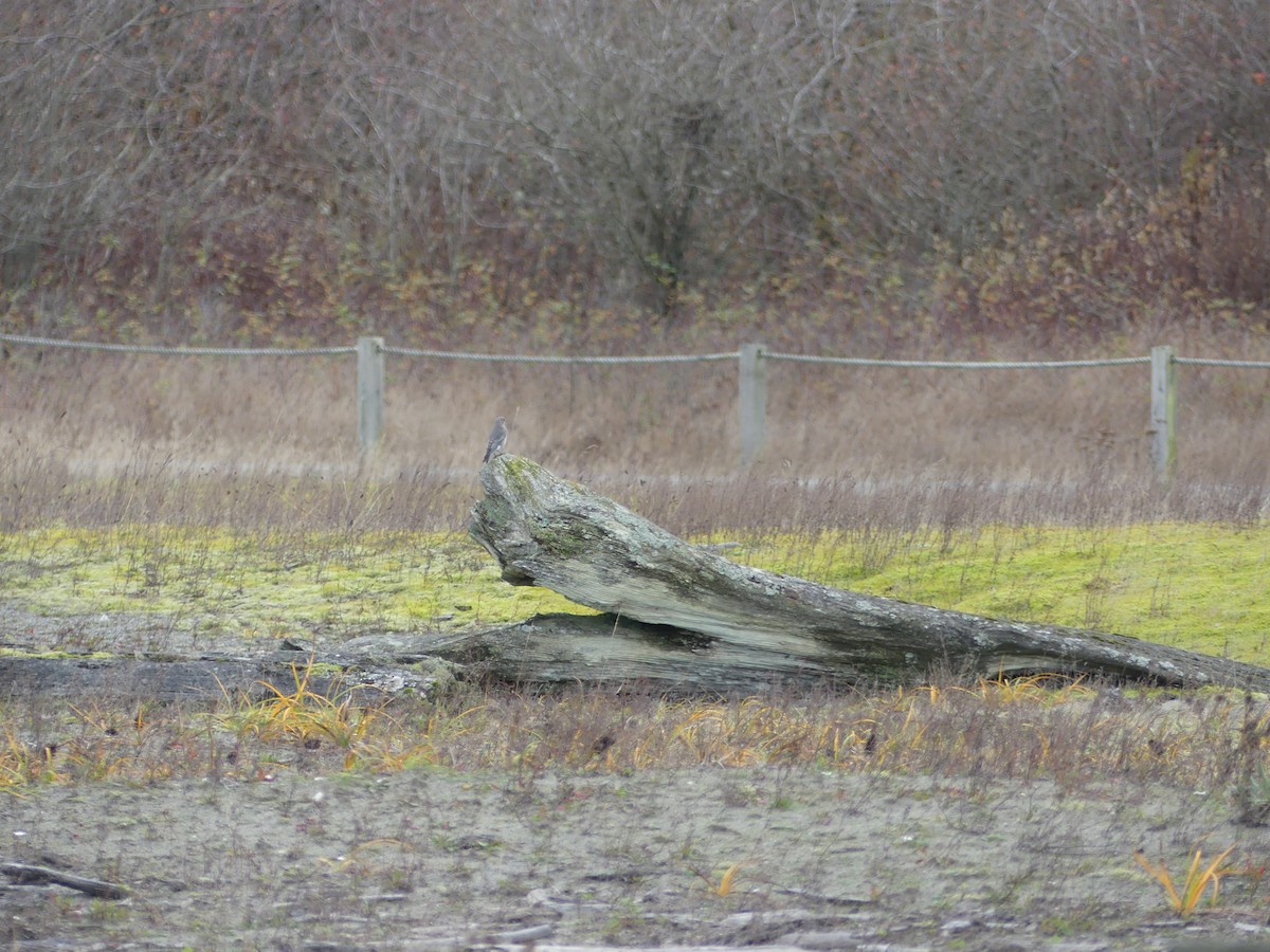 Mountain Bluebird - ML644680009