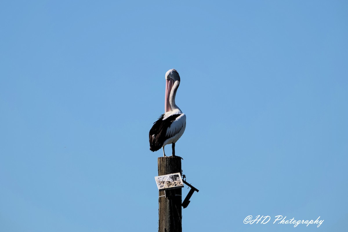 Australian Pelican - ML644680010