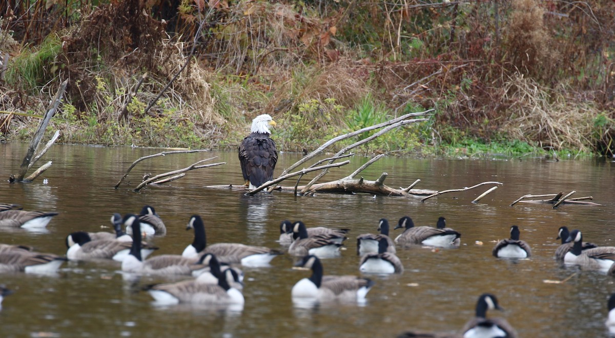 Bald Eagle - ML644680012