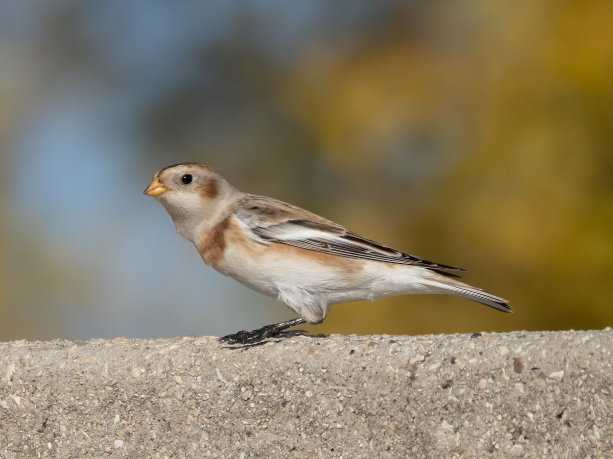 גיבתון שלג - ML644680016