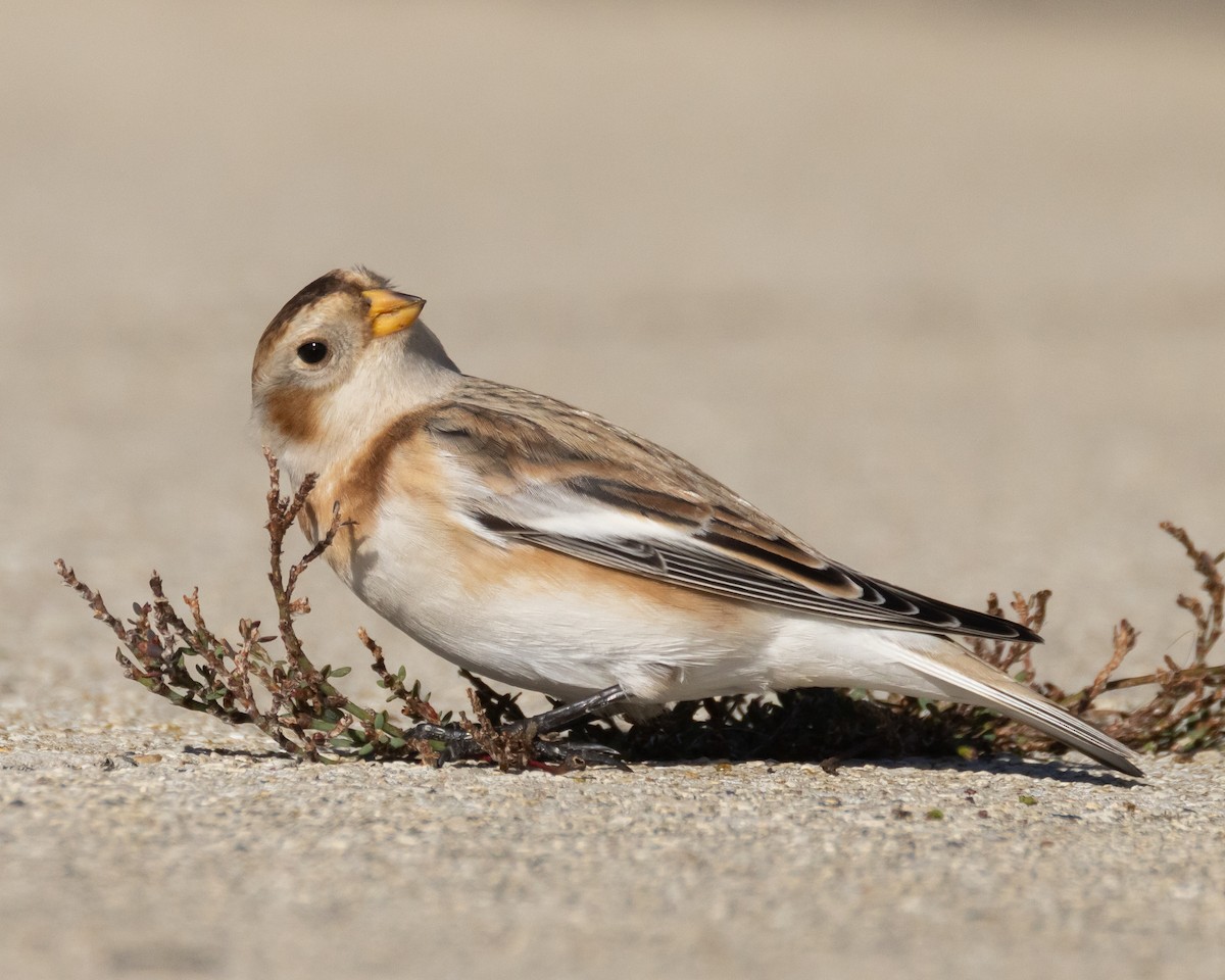 גיבתון שלג - ML644680017