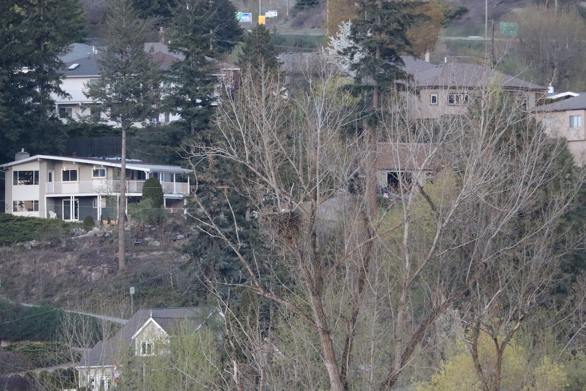 Itsas arrano buruzuria - ML644680019