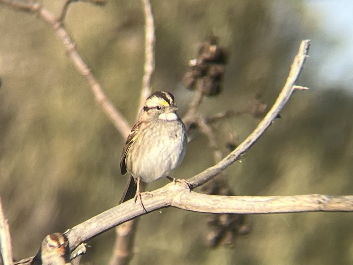 White-throated Sparrow - ML644680026