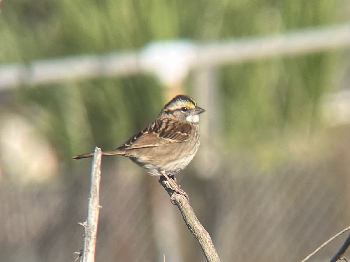 White-throated Sparrow - ML644680027
