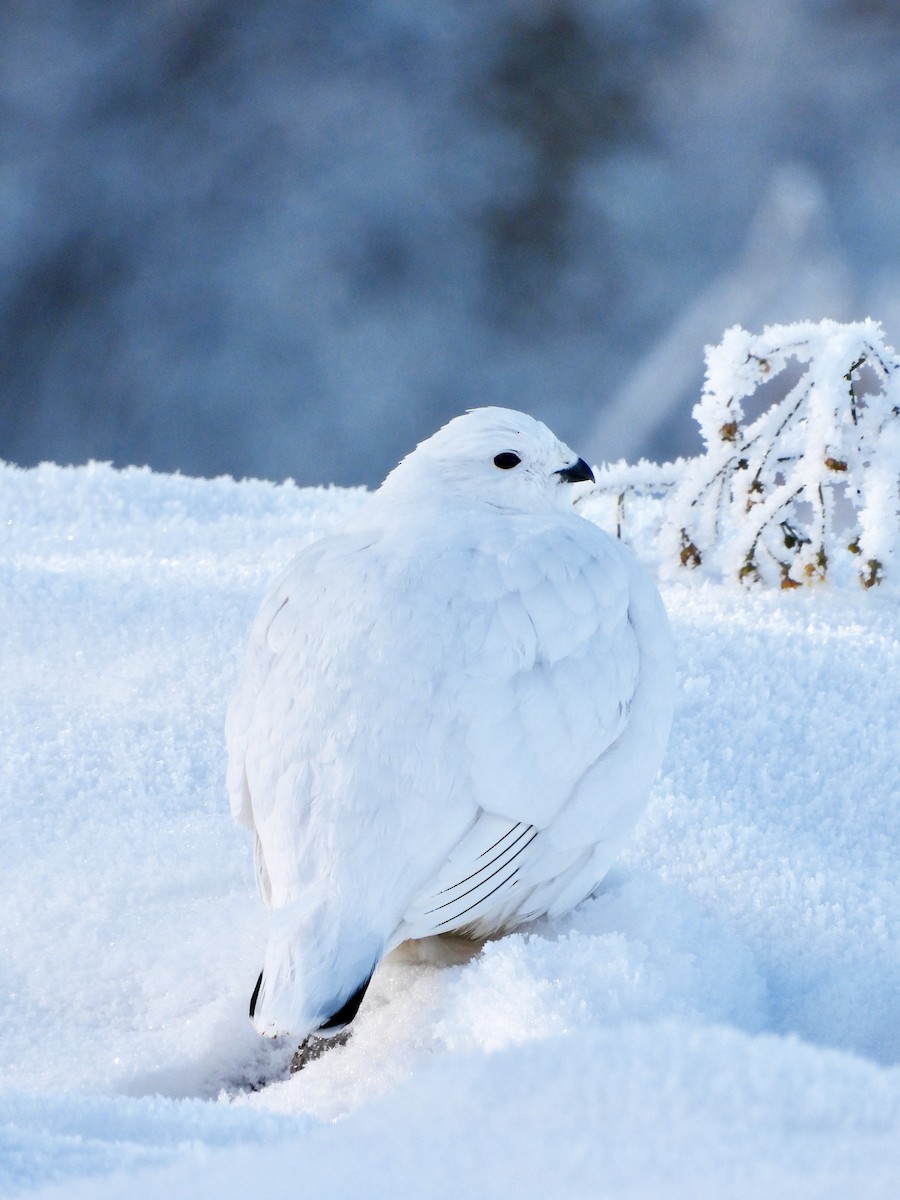 Willow Ptarmigan - ML644680029