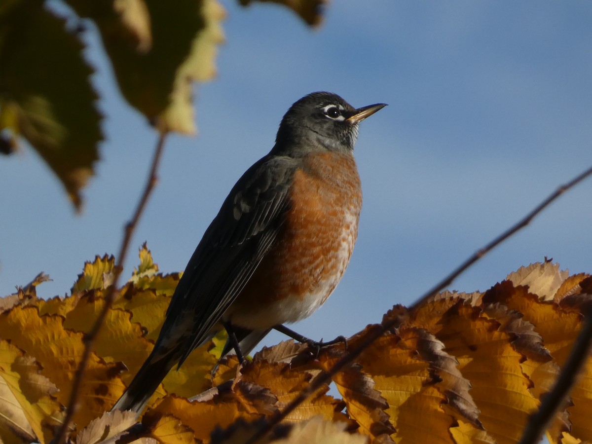 drozd stěhovavý - ML644680043