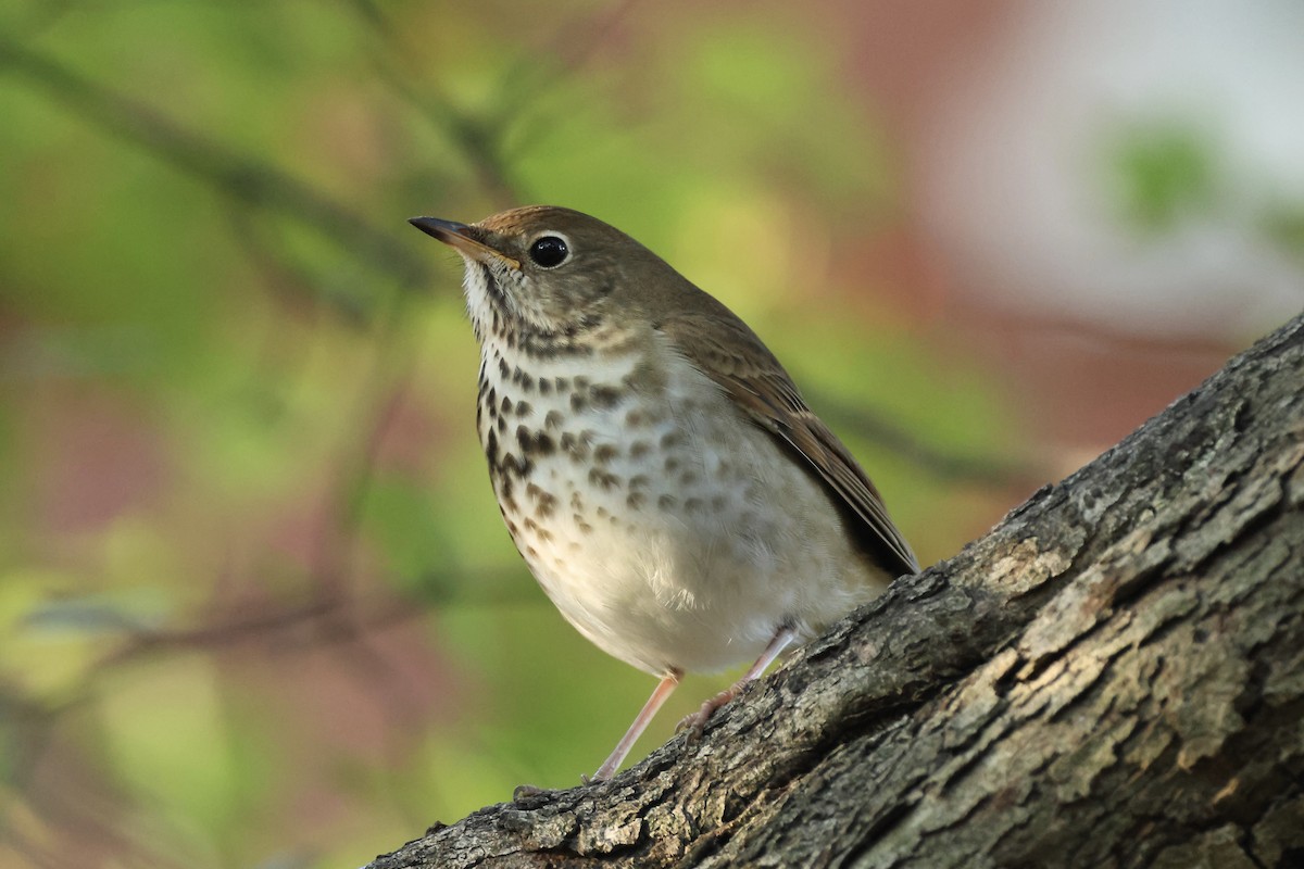 Hermit Thrush - ML644680044