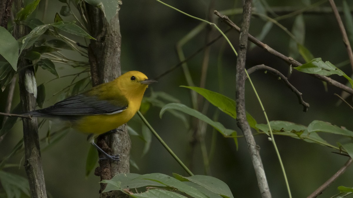 オウゴンアメリカムシクイ - ML644680046