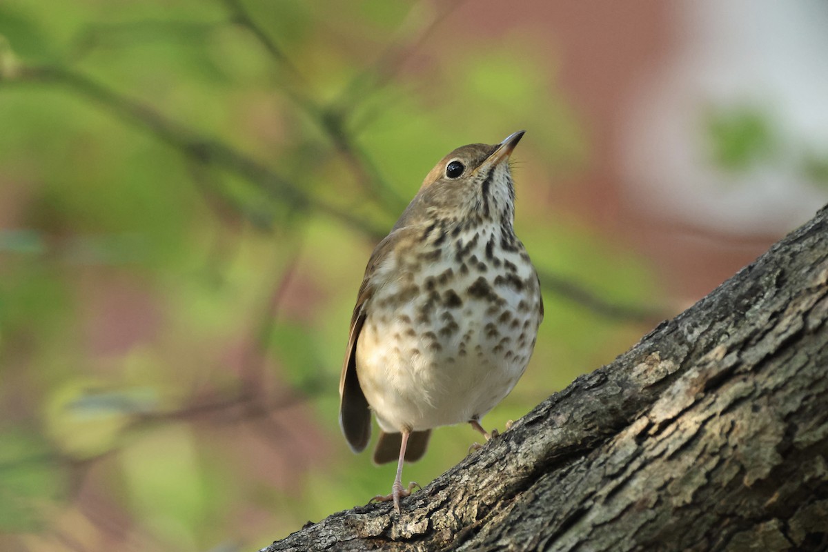 Hermit Thrush - ML644680047