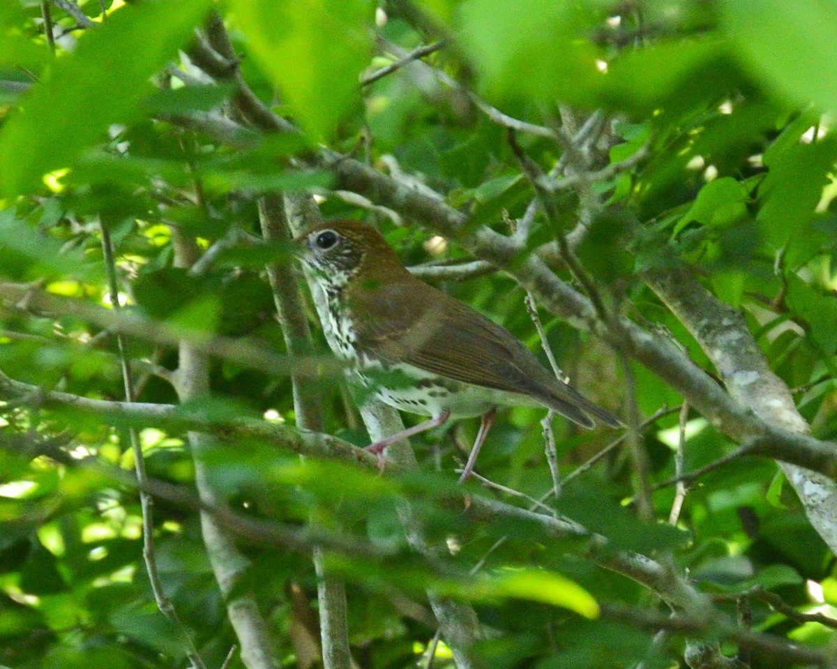 Wood Thrush - ML644680048