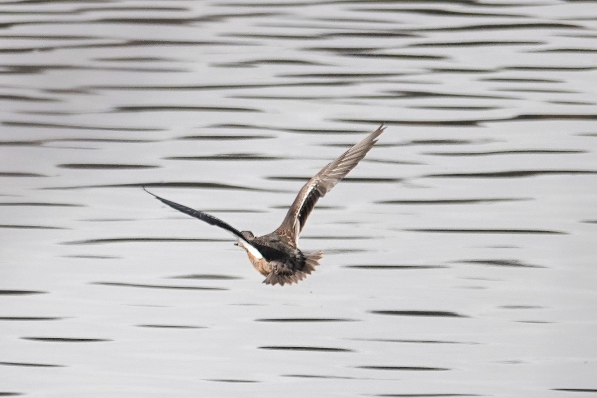 Çamurcun - ML644680053