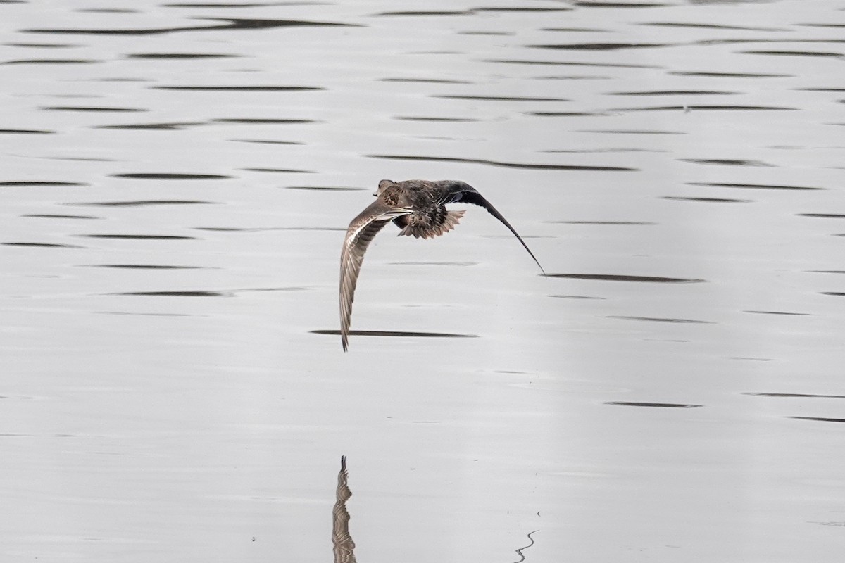 Çamurcun - ML644680054