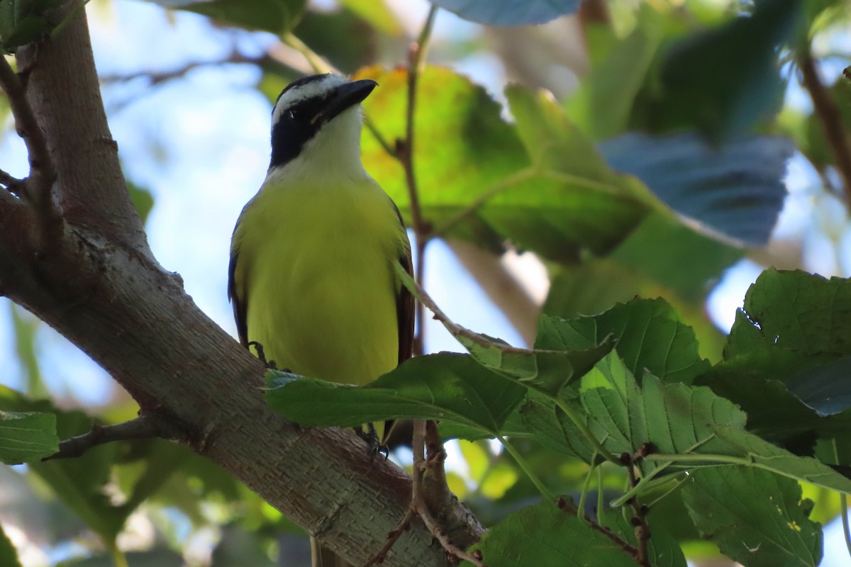 Great Kiskadee - ML644680071