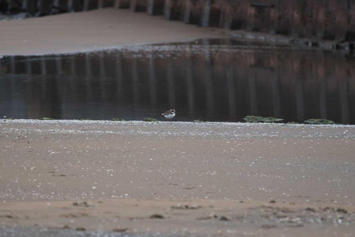 חופמי אמריקני - ML644680077