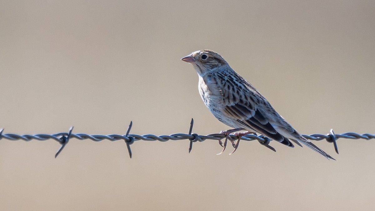 Chestnut-collared Longspur - ML644680078