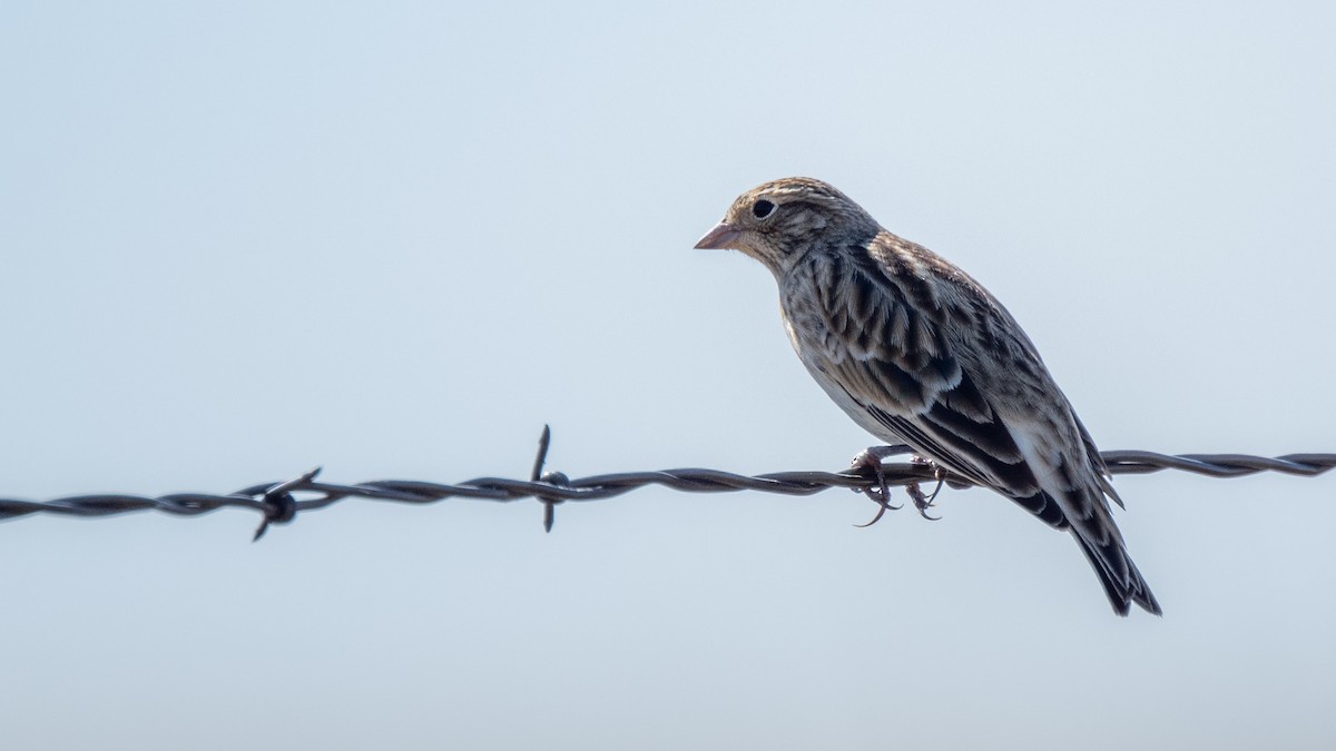 Chestnut-collared Longspur - ML644680079